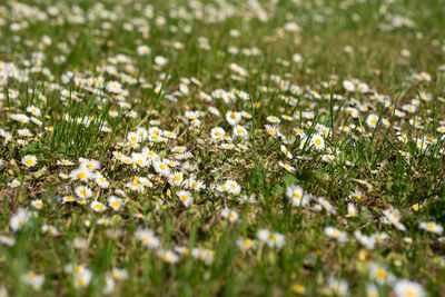 Daisies on a spring meadow are lost in blur. 