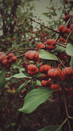 Close-up of red berries growing on plant