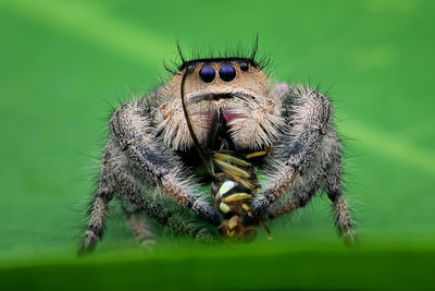 Close-up of spider