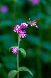 Close-up of insect on purple flower