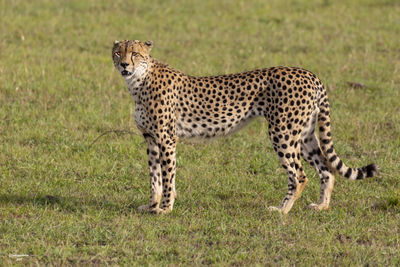 Full length of a cat on land