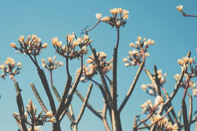 Close-up of flowers against sky