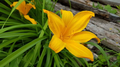 Close-up of day lily blooming outdoors