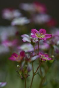 Close-up of pink flowering plant in park