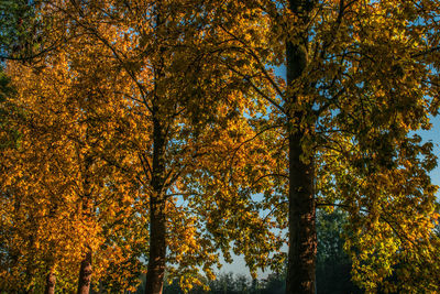 Low angle view of maple tree in forest during autumn