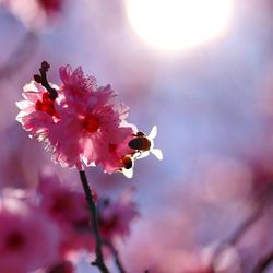 Close-up of pink flowers