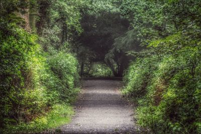 Trees in park