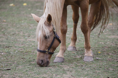 Close-up of a horse in field