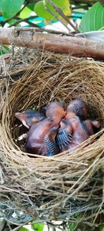 High angle view of birds in nest