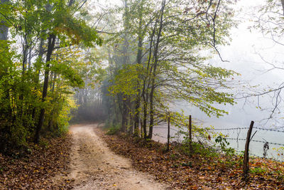 Empty dirt road amidst trees