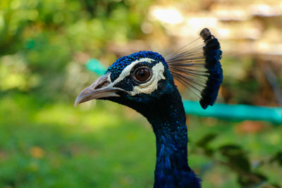 Close-up of a peacock