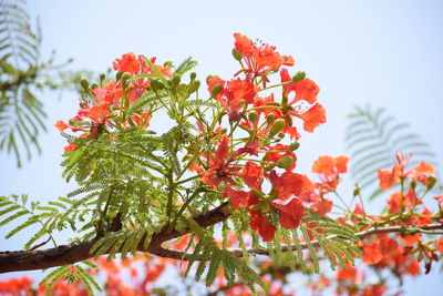 Low angle view of red flowering plant against sky