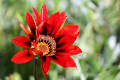 Close-up of red flower blooming in garden