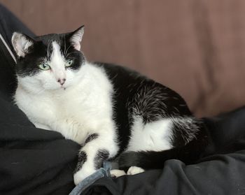 Portrait of cat relaxing on sofa