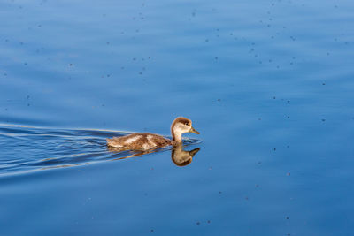 During the day, ducklings swim in the pond under the supervision of a duck