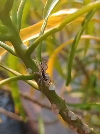 Close-up of insect on plant