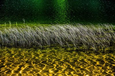 Grass growing in water