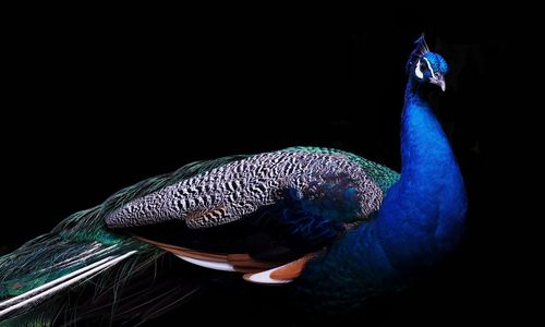 peacock