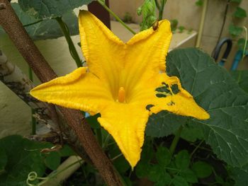 Close-up of yellow flowering plant