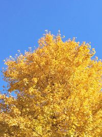 Low angle view of yellow flower tree against clear sky