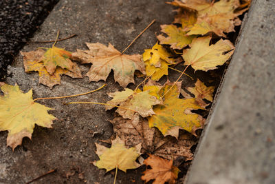 High angle view of maple leaves fallen on ground