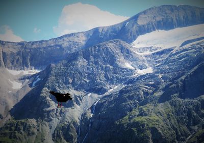 Low angle view of alpine chough bird flying against alps during winter