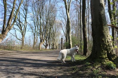 Dog in a forest