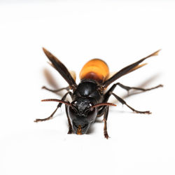 Close-up of insect on white background