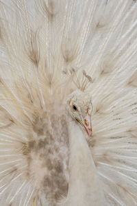 Close-up of white peacock