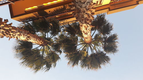 Low angle view of hanging tree against sky