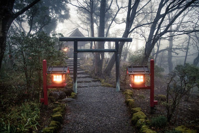 Illuminated road amidst trees in forest