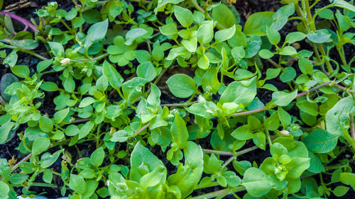 Full frame shot of plants