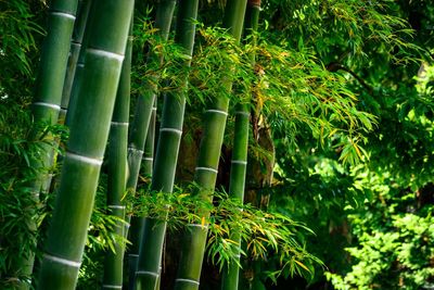 View of bamboo trees in the forest