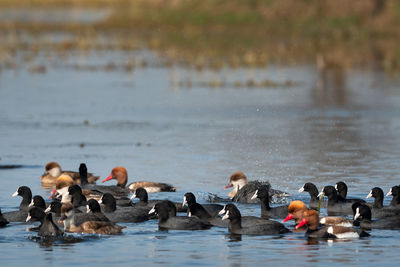 Ducks swimming in lake