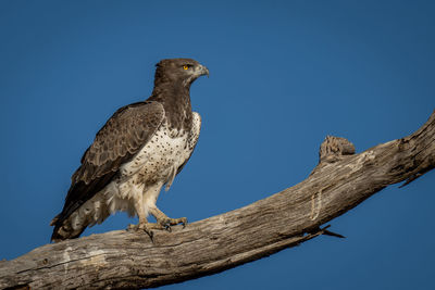 Martial eagle