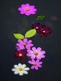 High angle view of purple flowers blooming against black background