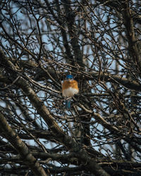 Low angle view of bird perching on bare tree