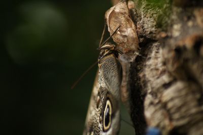 Close-up of insect on tree trunk