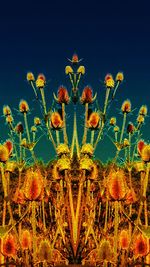 Low angle view of flowers against clear sky