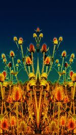 Low angle view of flowers against clear sky