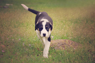 Portrait of dog on grassy field