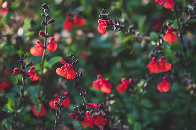 Close-up of red berries on plant