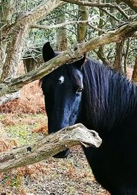 Close-up of horse on tree