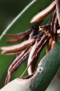 Close-up of insect on plant