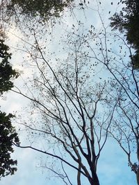 Low angle view of tree against sky