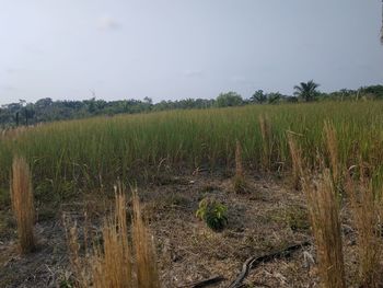 Scenic view of agricultural field against sky