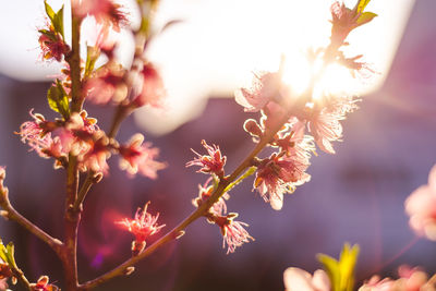 Close-up of flower tree against blurred background