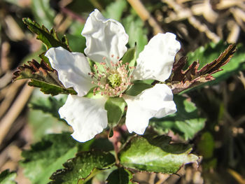 Close-up of white flowering plant