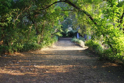 Footpath amidst trees