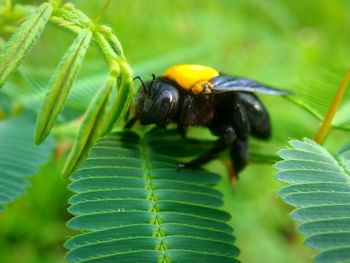 Close-up of insect on plant